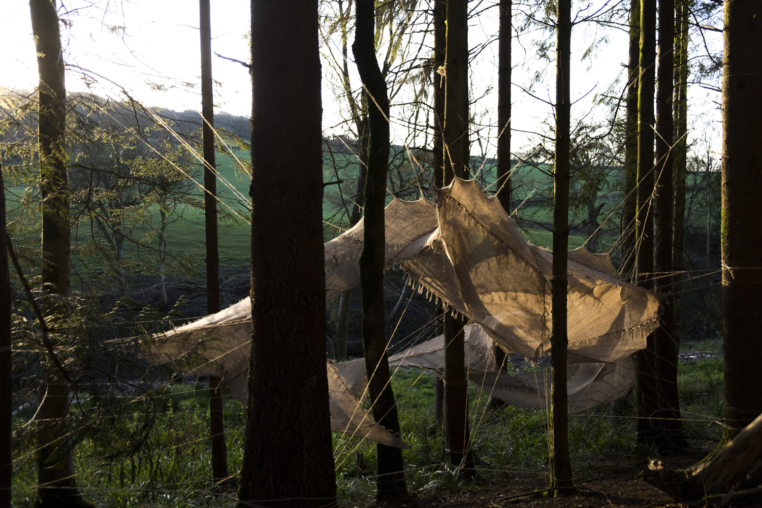 Shroud — installation in Hooke Park